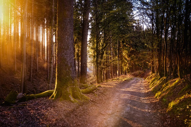 Hiking trail at sunset in Cornelius, NC