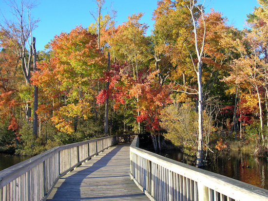 Wooden pathway through fall trees in Newport News Park