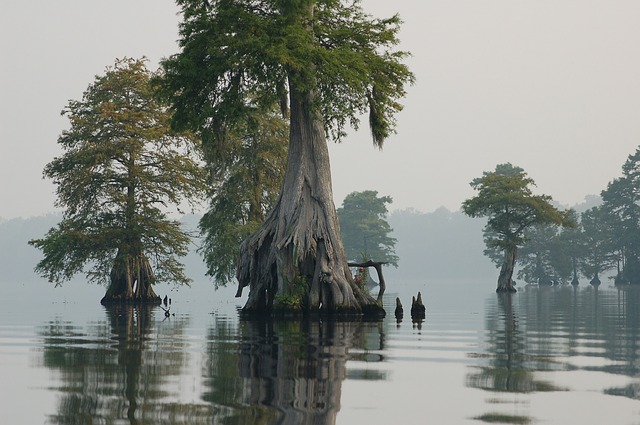 Great Dismal Swamp on a foggy morning