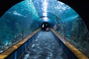 Going to Virginia Beach Aquarium while Home Clean Heroes deep cleans