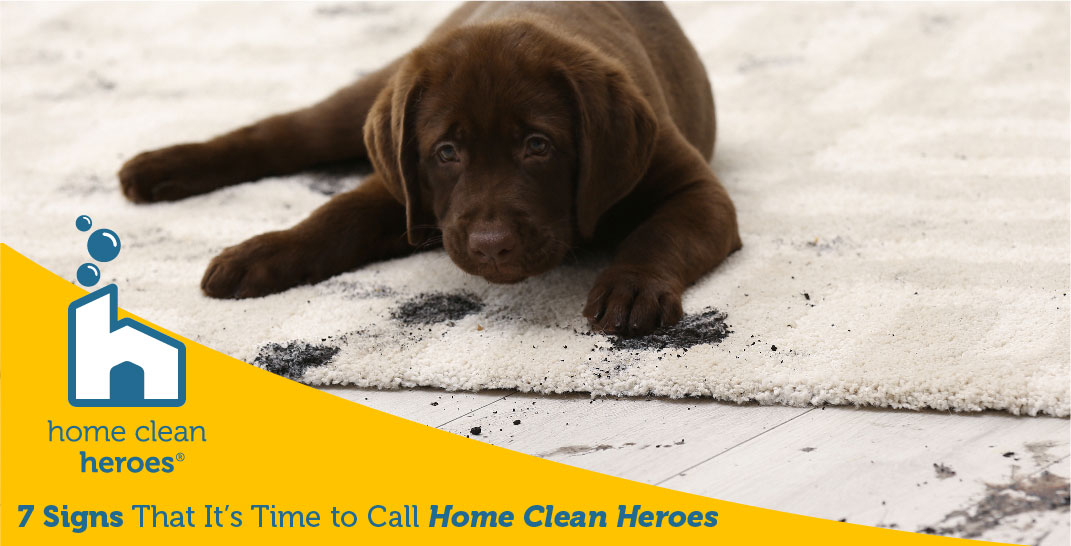 Puppy laying on carpet in a clean home